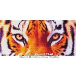 (image for) Tiger Stare